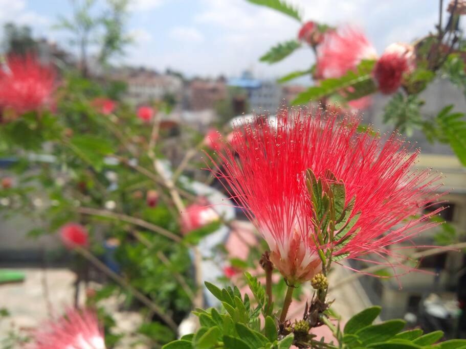 Ananda Tree House Eco Homestay 加德满都 外观 照片